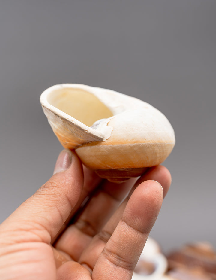 Muffin Snail Shell – 3 Inch Ryssota ovum, Large Hermit Crab Shell or Drilled Jewelry Pendant