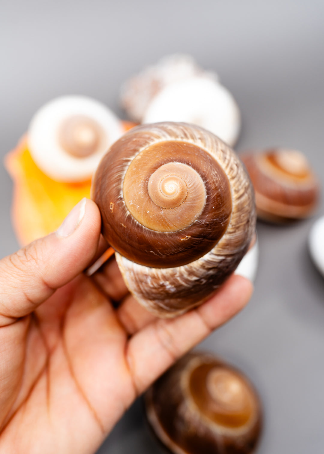 Muffin Snail Shell – 3 Inch Ryssota ovum, Large Hermit Crab Shell or Drilled Jewelry Pendant