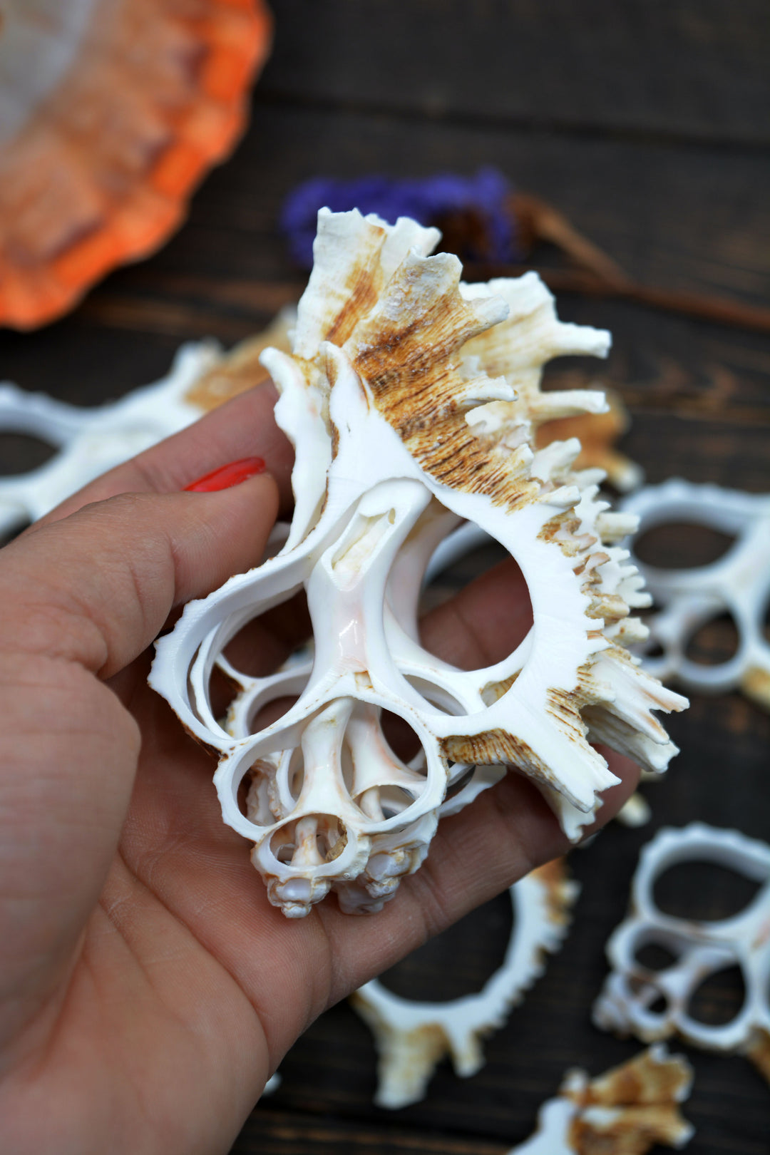 Natural Murex Ramosus shell slices featuring sculptural spiral seashell formations in creamy white and sandy brown tones. Perfect for coastal décor, shell crafts, beach weddings, jewelry making, nautical art, resin projects, and ocean-inspired creations.