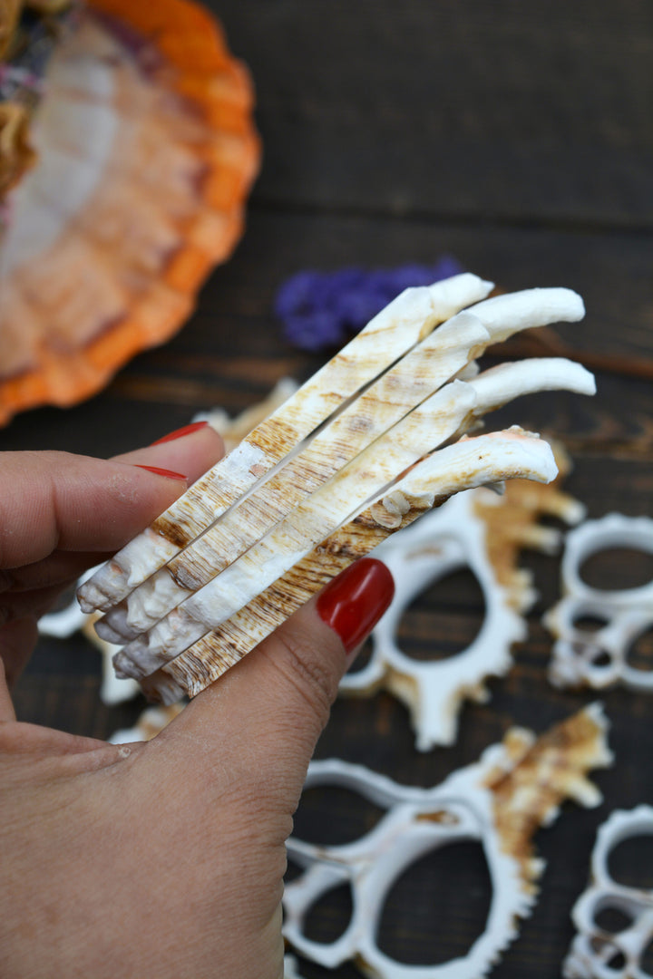 Natural Murex Ramosus shell slices featuring sculptural spiral seashell formations in creamy white and sandy brown tones. Perfect for coastal décor, shell crafts, beach weddings, jewelry making, nautical art, resin projects, and ocean-inspired creations.