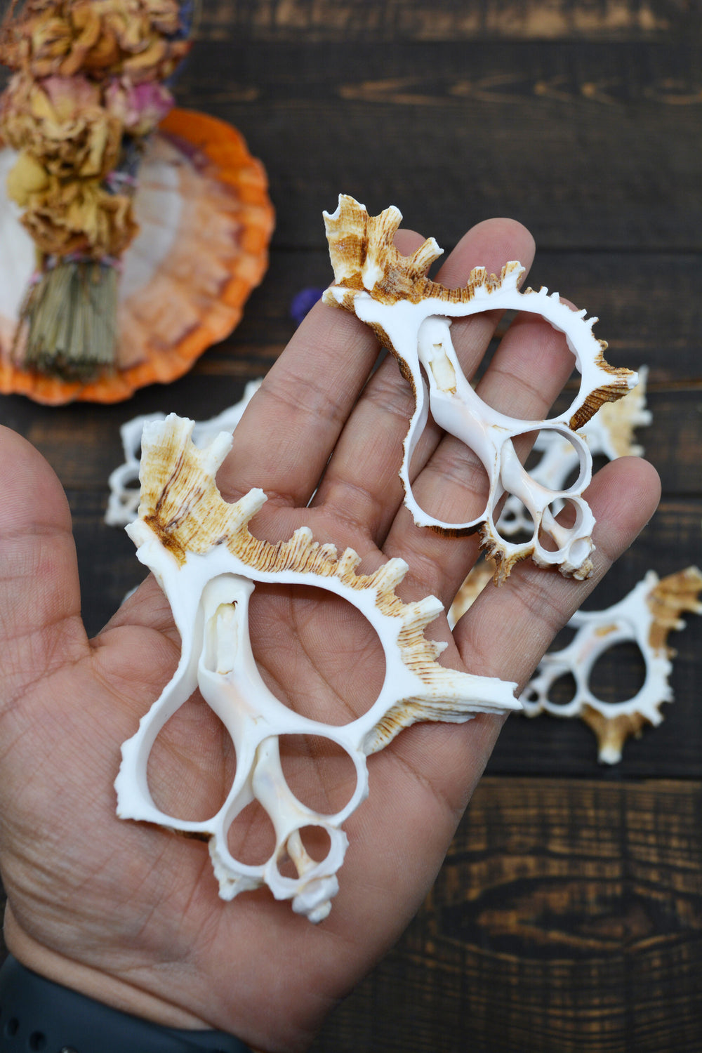 Natural Murex Ramosus shell slices featuring sculptural spiral seashell formations in creamy white and sandy brown tones. Perfect for coastal décor, shell crafts, beach weddings, jewelry making, nautical art, resin projects, and ocean-inspired creations.