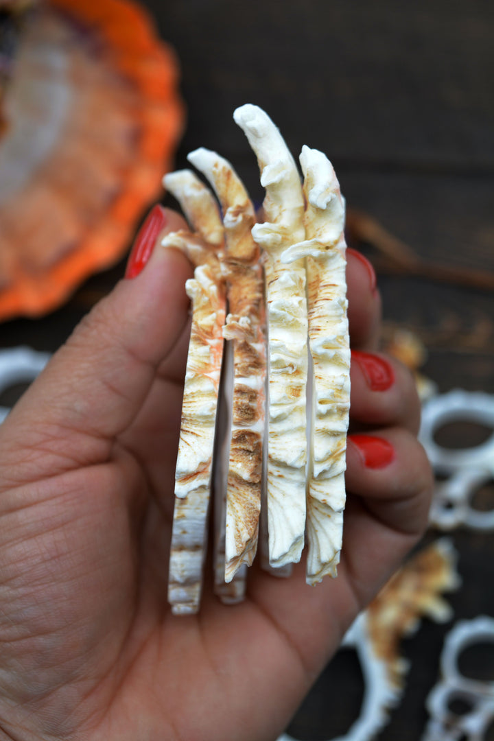 Natural Murex Ramosus shell slices featuring sculptural spiral seashell formations in creamy white and sandy brown tones. Perfect for coastal décor, shell crafts, beach weddings, jewelry making, nautical art, resin projects, and ocean-inspired creations.