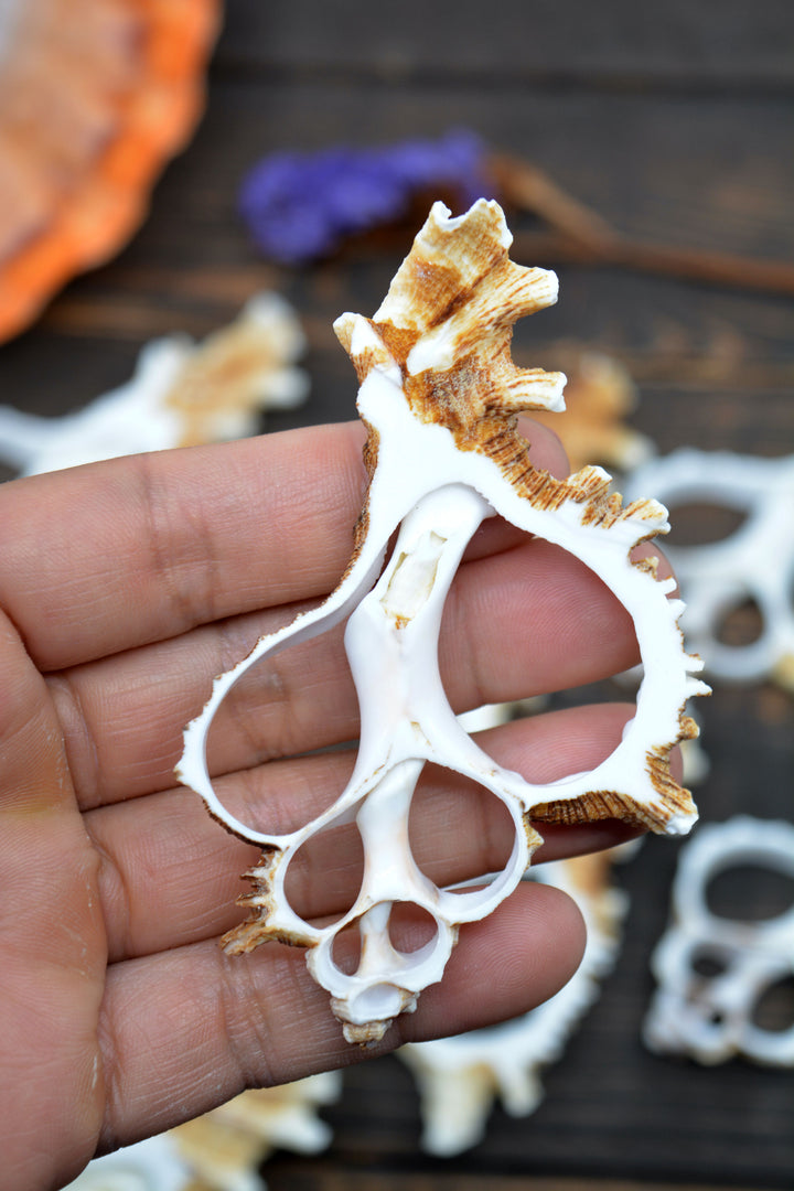 Natural Murex Ramosus shell slices featuring sculptural spiral seashell formations in creamy white and sandy brown tones. Perfect for coastal décor, shell crafts, beach weddings, jewelry making, nautical art, resin projects, and ocean-inspired creations.