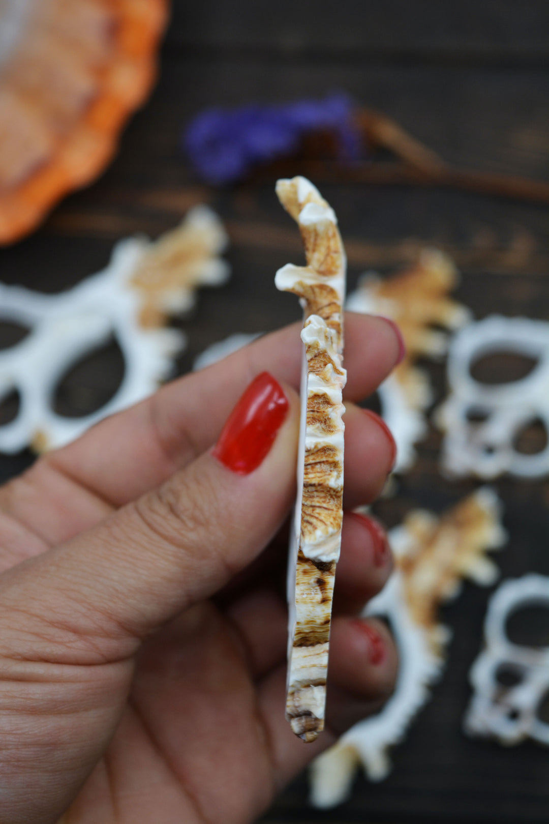 Natural Murex Ramosus shell slices featuring sculptural spiral seashell formations in creamy white and sandy brown tones. Perfect for coastal décor, shell crafts, beach weddings, jewelry making, nautical art, resin projects, and ocean-inspired creations.