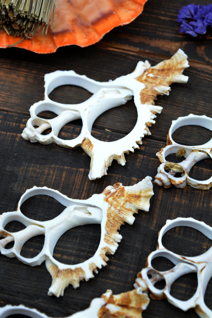 Natural Murex Ramosus shell slices featuring sculptural spiral seashell formations in creamy white and sandy brown tones. Perfect for coastal décor, shell crafts, beach weddings, jewelry making, nautical art, resin projects, and ocean-inspired creations.