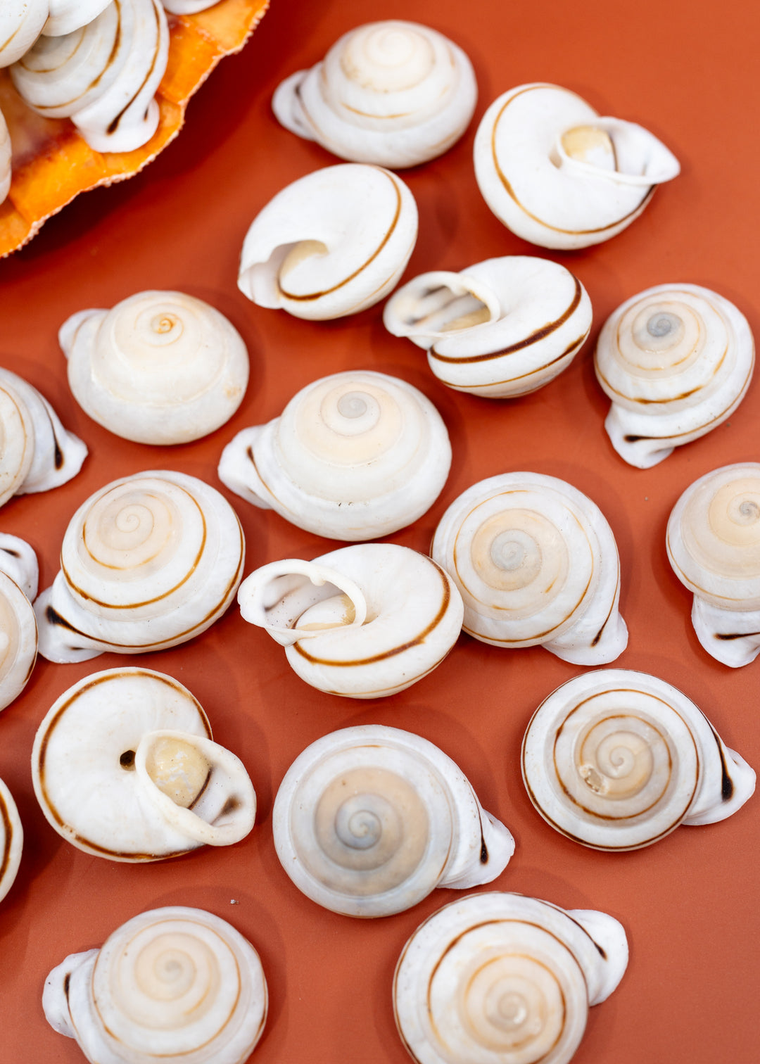Obba Begonia Land Snail Shell – 1–1.25 Inch Lightweight Spiral Shell, Natural or Drilled, 1 shell