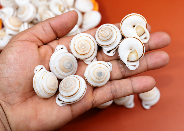 A hand holding several small Obba Begonia land snails spiral shell beads or pendants against a warm orange background, with more shells blurred in the background.