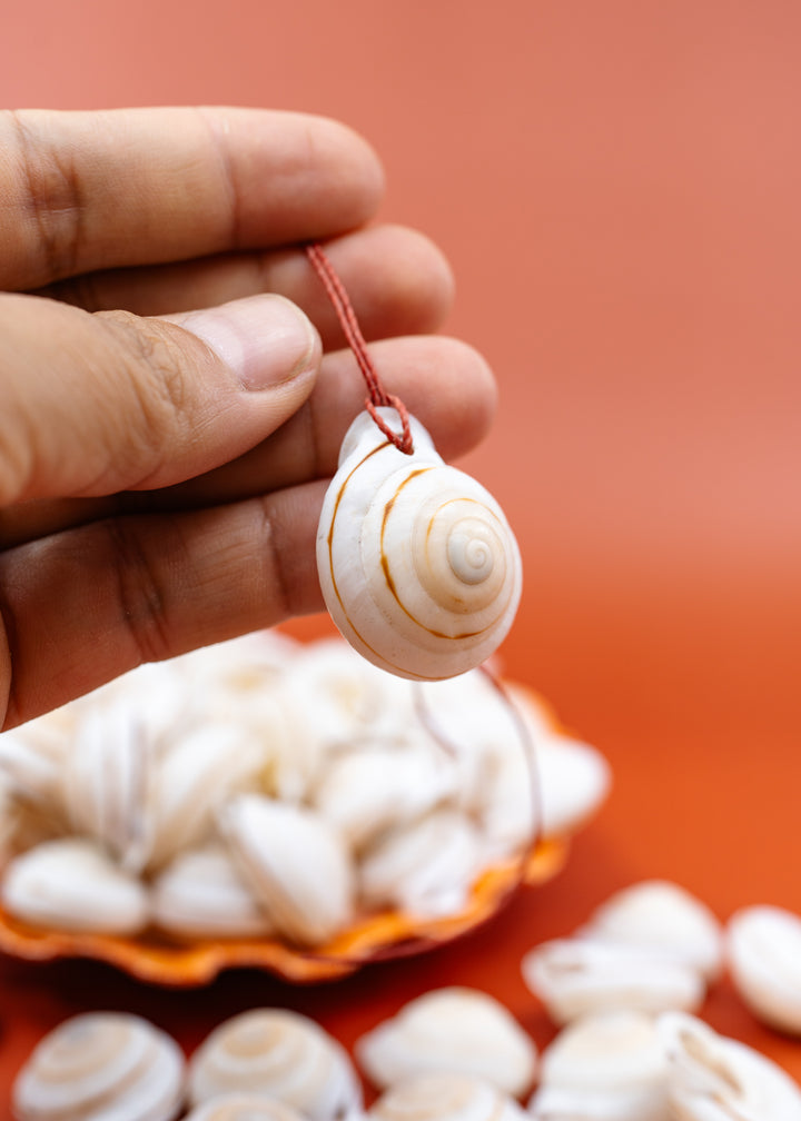 Obba Begonia Land Snail Shell – 1–1.25 Inch Lightweight Spiral Shell, Natural or Drilled, 1 shell