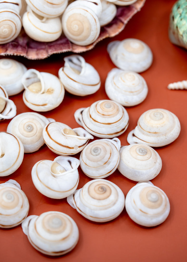 Small Obba Begonia spiral seashell charms with white and beige tones scattered on a terracotta background, with a larger shell and part of another shell visible at the top.