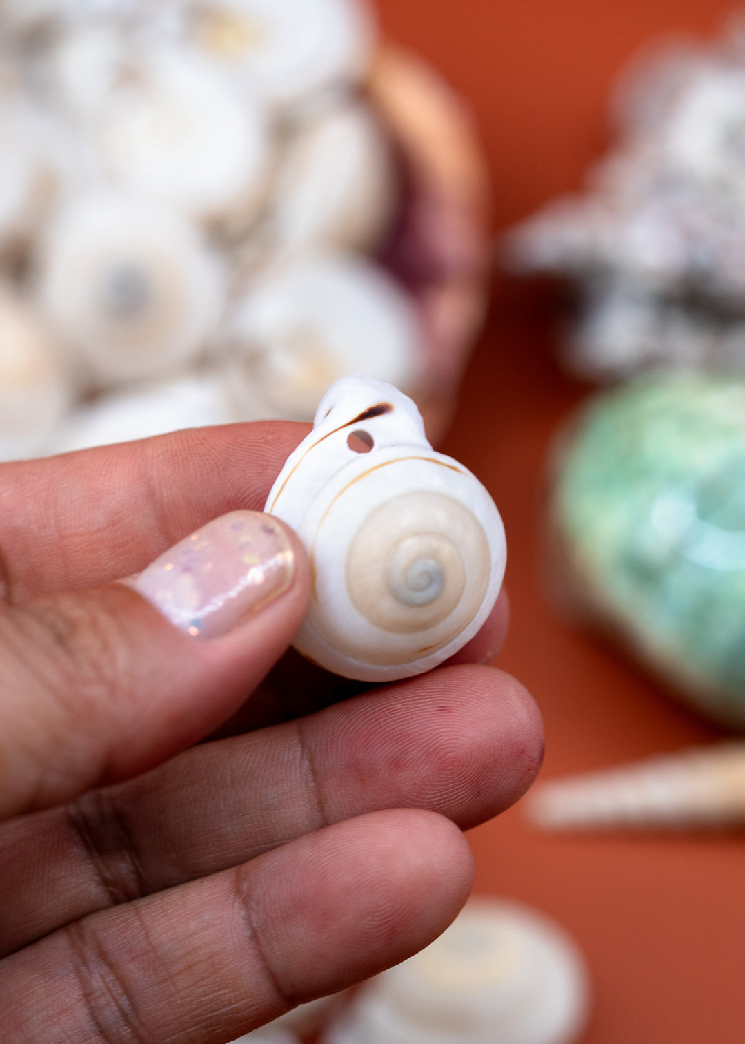 Obba Begonia Land Snail Shell – 1–1.25 Inch Lightweight Spiral Shell, Natural or Drilled, 1 shell
