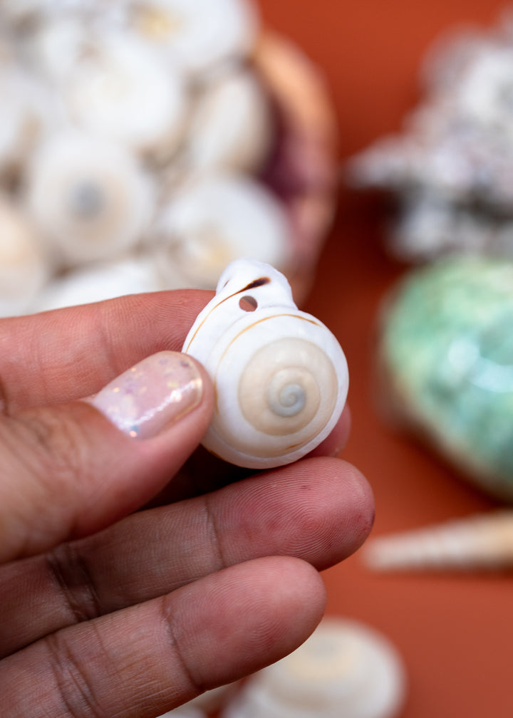 Obba Begonia Land Snail Shell – 1–1.25 Inch Lightweight Spiral Shell, Natural or Drilled, 1 shell