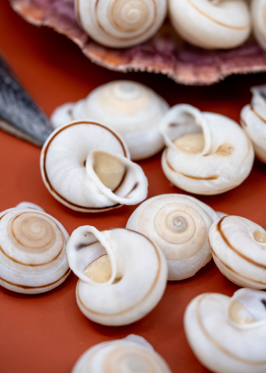 Obba Begonia Land Snail Shell – 1–1.25 Inch Lightweight Spiral Shell, Natural or Drilled, 1 shell