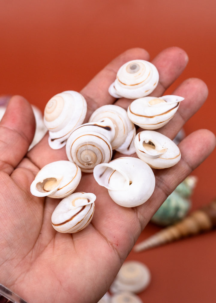 Obba Begonia Land Snail Shell – 1–1.25 Inch Lightweight Spiral Shell, Natural or Drilled, 1 shell