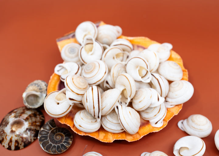 A pile of small white spiral Obba Begonia land snails seashells with brown stripes.
