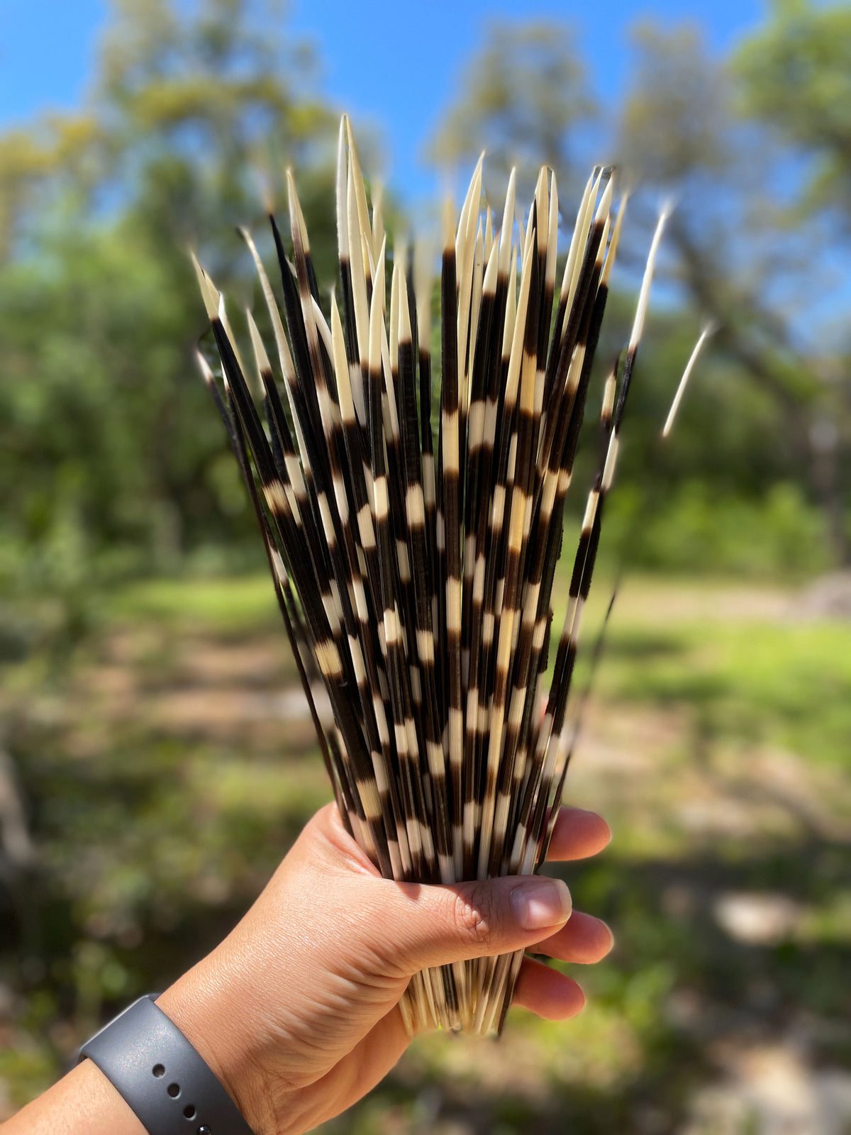 Porcupine Quill, 9-11 Quills