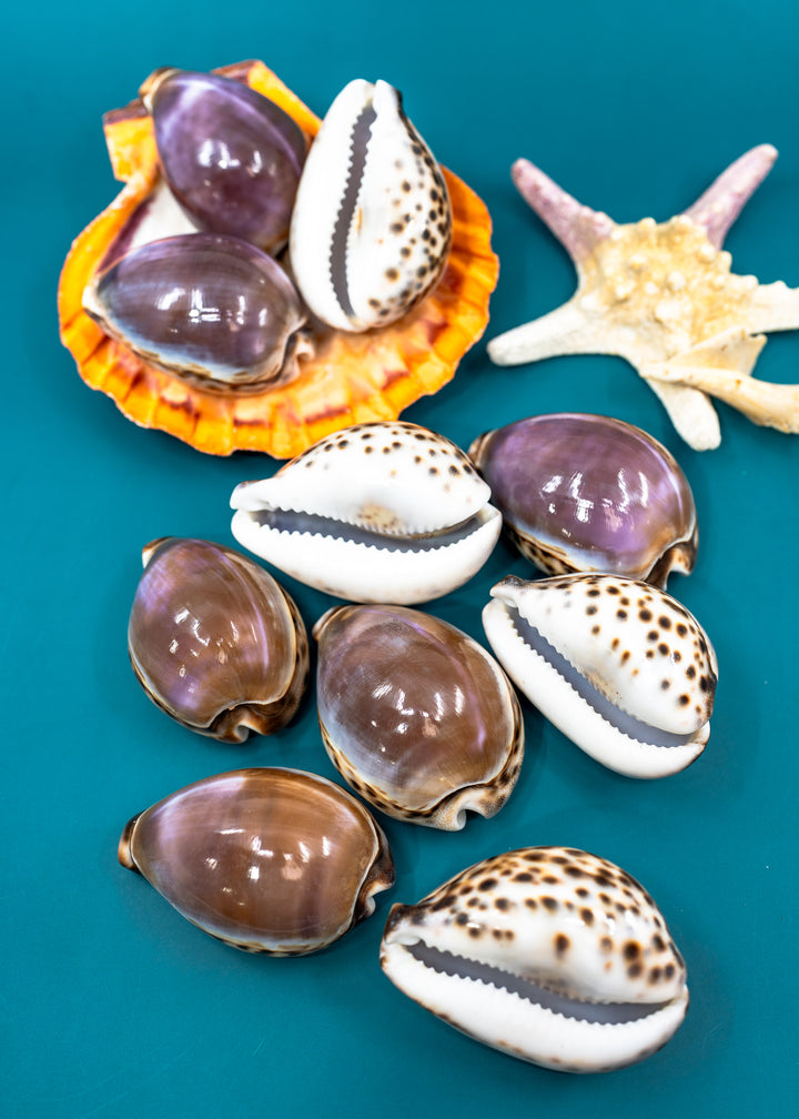 Purple Top Tiger Cowrie Shell, Cypraea tigris, Large 2.75–3 Inch Natural Seashell
