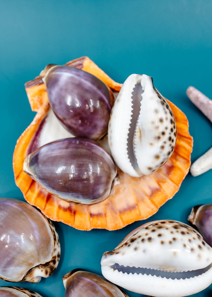Shop large Purple Top Tiger Cowrie shells, Cypraea tigris, 2.75–3 inch polished natural seashells for jewelry, shell collections and coastal décor.