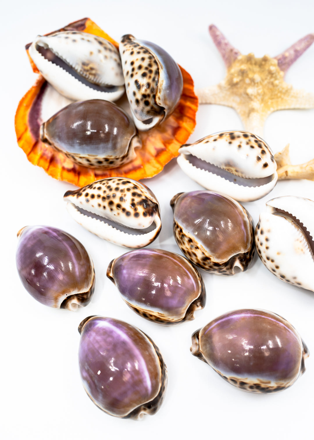 Large Purple Top Tiger Cowrie shells, Cypraea tigris, 2.75–3 inch polished natural seashells for jewelry, shell collections and coastal décor.