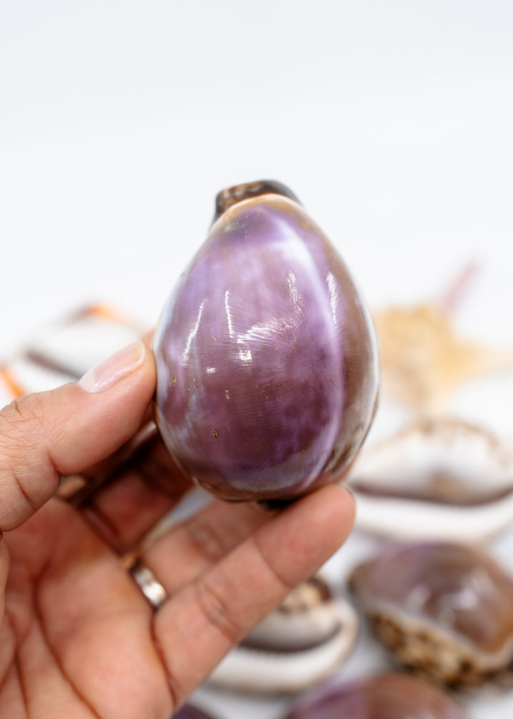 Purple Top Tiger Cowrie shells, Cypraea tigris, 2.75–3 inch for jewelry making.