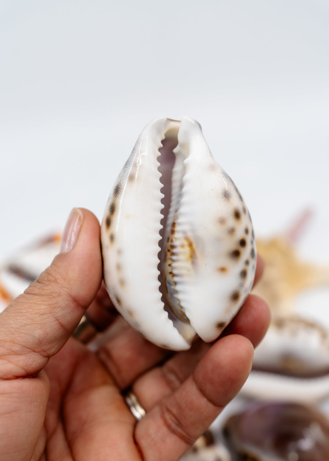 Purple Top Tiger Cowrie shells, Cypraea tigris, 2.75–3 inch polished natural seashells for jewelry, shell collections and coastal décor.