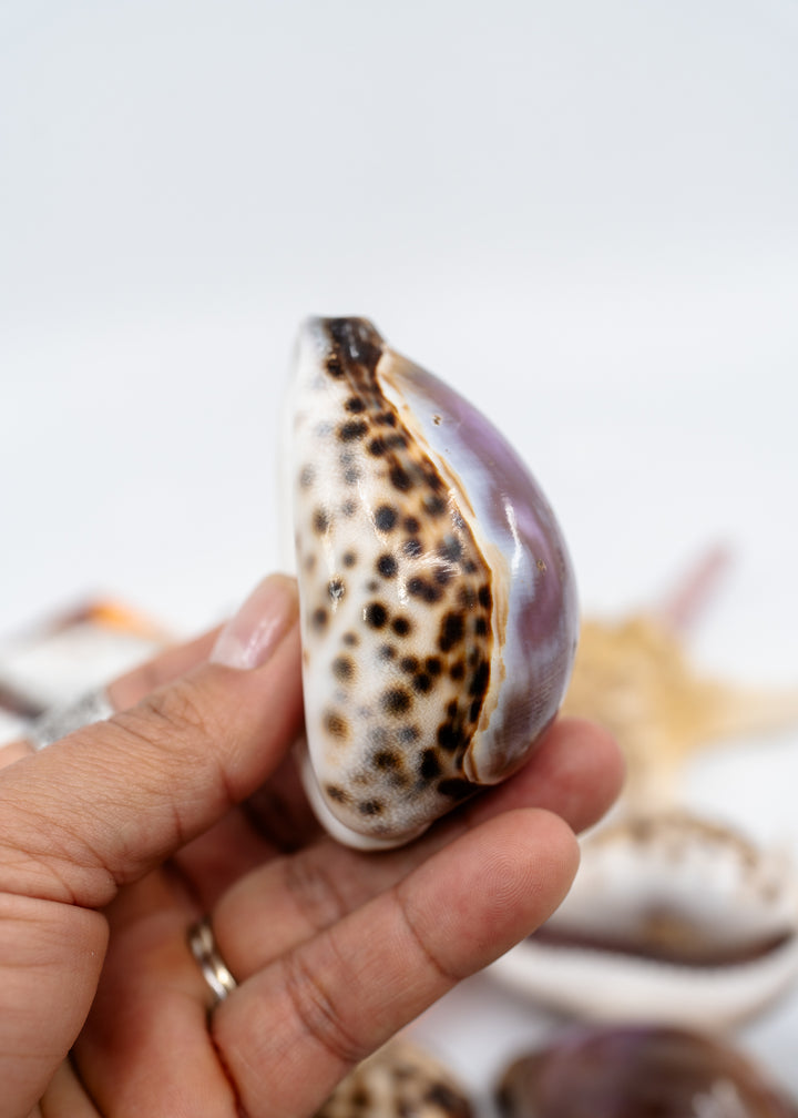 Shop large Purple Top Tiger Cowrie shells, Cypraea tigris, 2.75–3 inch polished natural seashells for jewelry, shell collections and coastal décor.