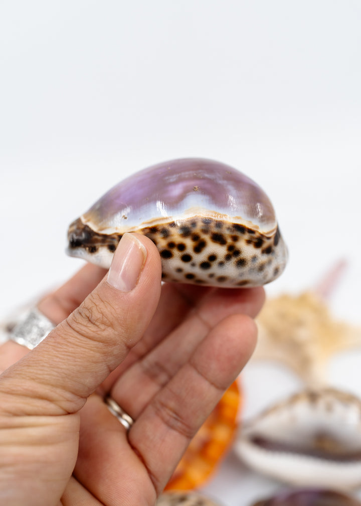 Purple Top Tiger Cowrie Shell, Cypraea tigris, Large 2.75–3 Inch Natural Seashell