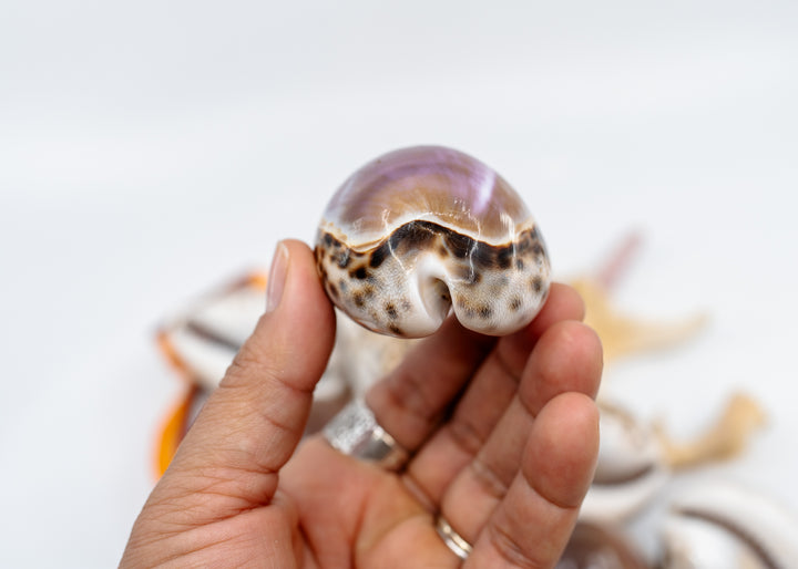 Purple Top Tiger Cowrie Shell, Cypraea tigris, Large 2.75–3 Inch Natural Seashell