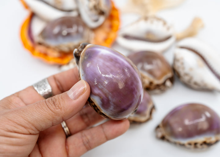 Purple Top Tiger Cowrie Shell, Cypraea tigris, Large 2.75–3 Inch Natural Seashell