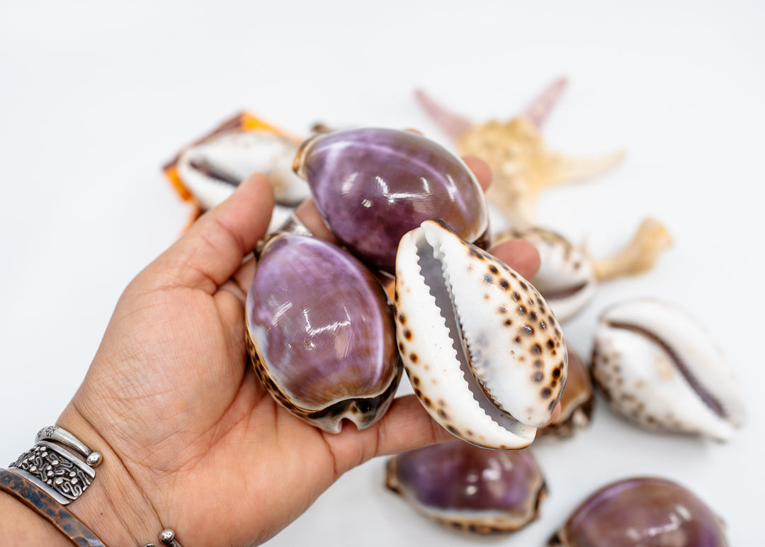 Purple Top Tiger Cowrie Shell, Cypraea tigris, Large 2.75–3 Inch Natural Seashell