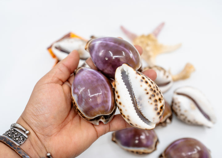 Purple Top Tiger Cowrie Shell, Cypraea tigris, Large 2.75–3 Inch Natural Seashell