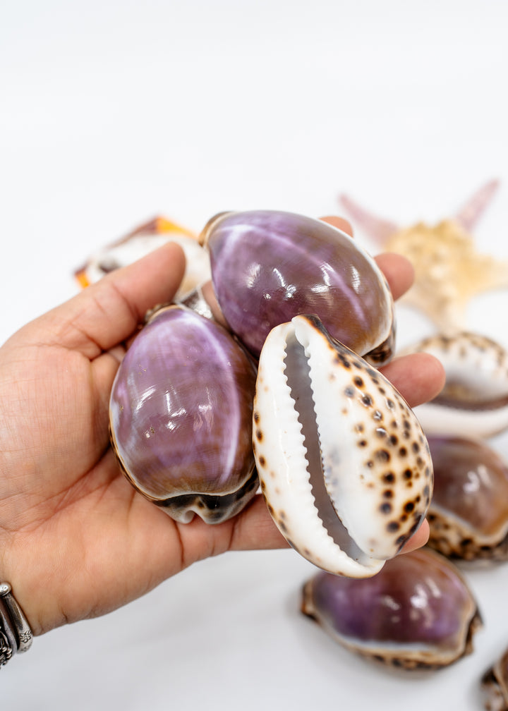 Purple Top Tiger Cowrie Shell, Cypraea tigris, Large 2.75–3 Inch Natural Seashell