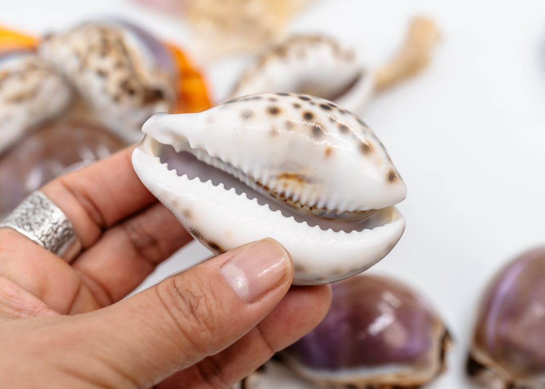 Purple Top Tiger Cowrie Shell, Cypraea tigris, Large 2.75–3 Inch Natural Seashell