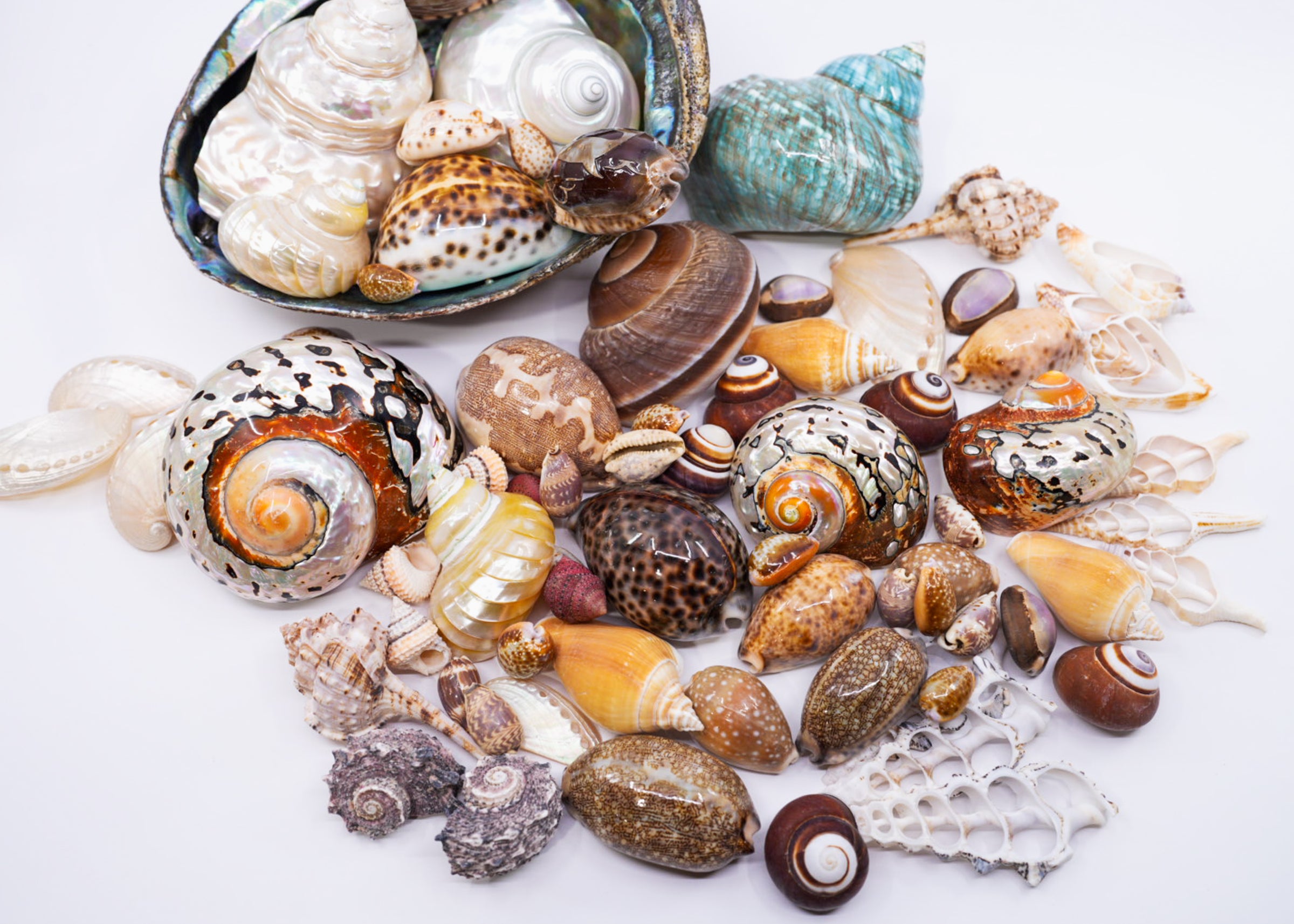 Seashell Beads & Natural Shells 