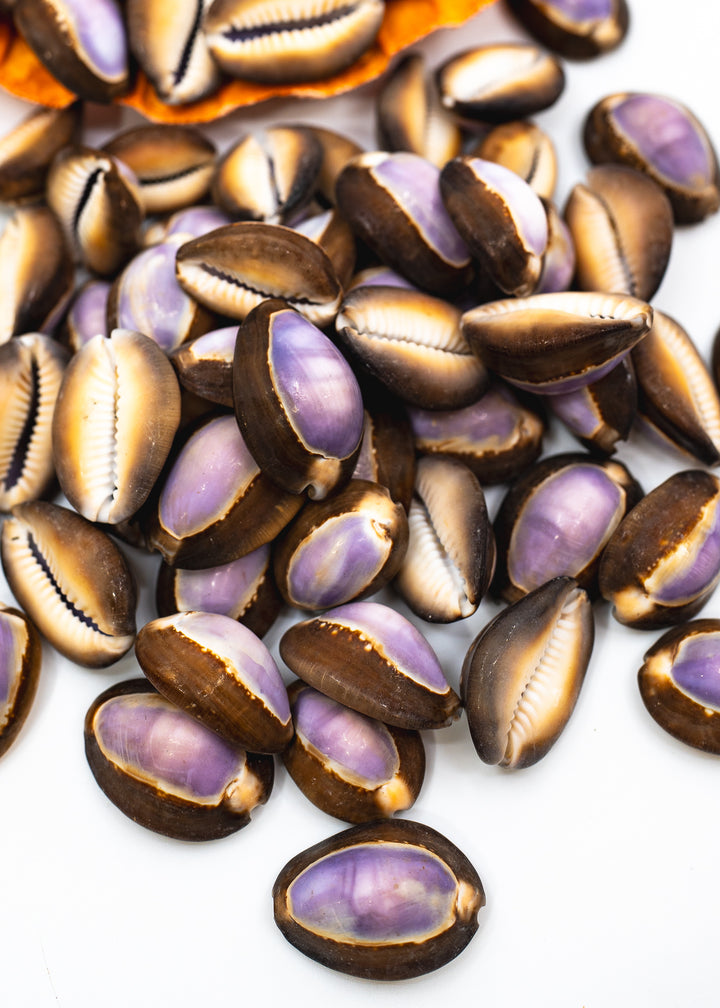 Snakehead Purple Top Cowrie Shells, Monetaria caputserpentis, 1–1.5 Inch, 5 Pieces