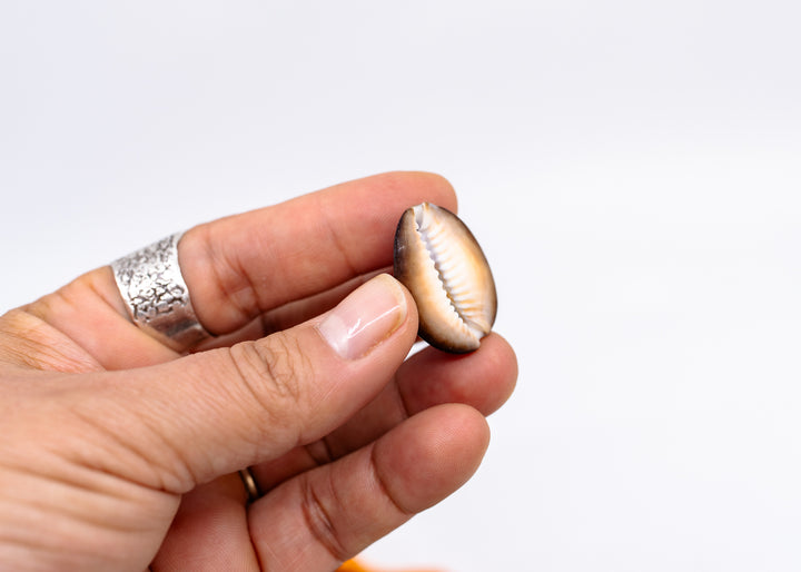 Snakehead Purple Top Cowrie Shells, Monetaria caputserpentis, 1–1.5 Inch, 5 Pieces