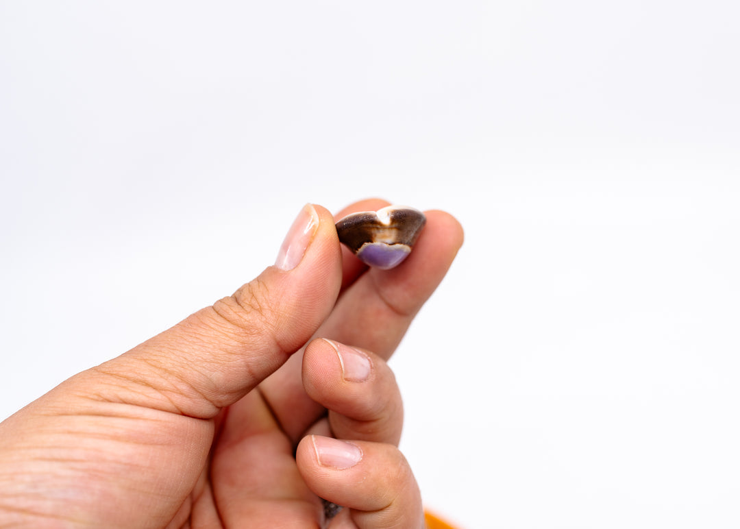 Snakehead Purple Top Cowrie Shells, Monetaria caputserpentis, 1–1.5 Inch, 5 Pieces