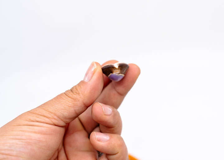 Snakehead Purple Top Cowrie Shells, Monetaria caputserpentis, 1–1.5 Inch, 5 Pieces