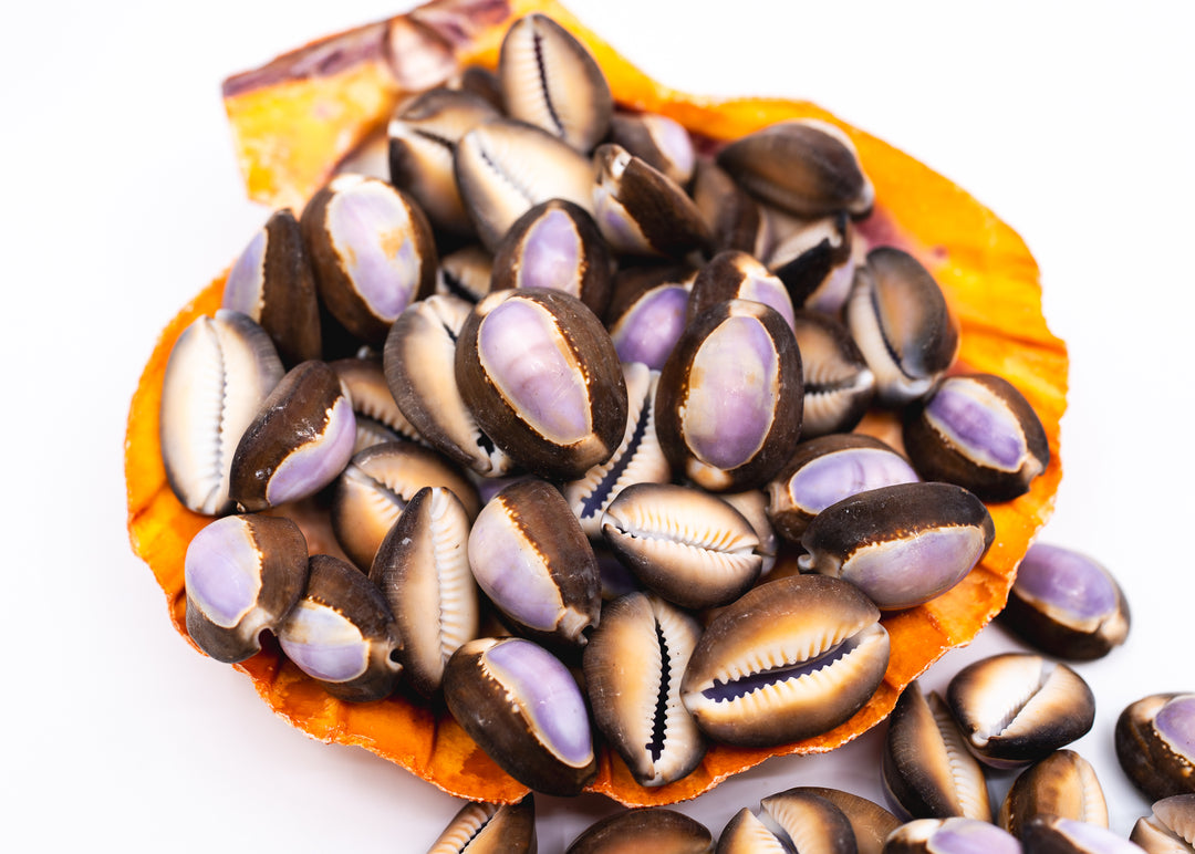 A pile of cowrie shells with dark brown and purple interiors for jewelry making.