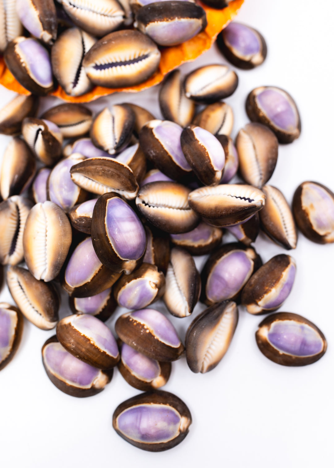 Snakehead Purple Top Cowrie Shells, Monetaria caputserpentis, 1–1.5 Inch, 5 Pieces
