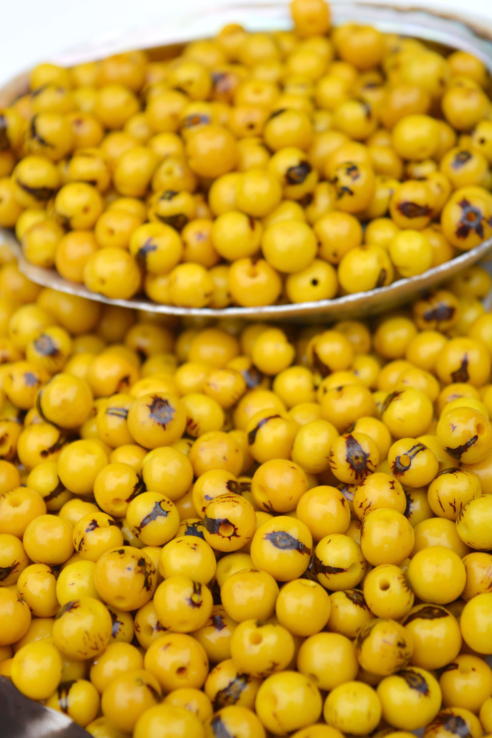 A display of yellow acai beads in a seashell showing the different bead sizes.