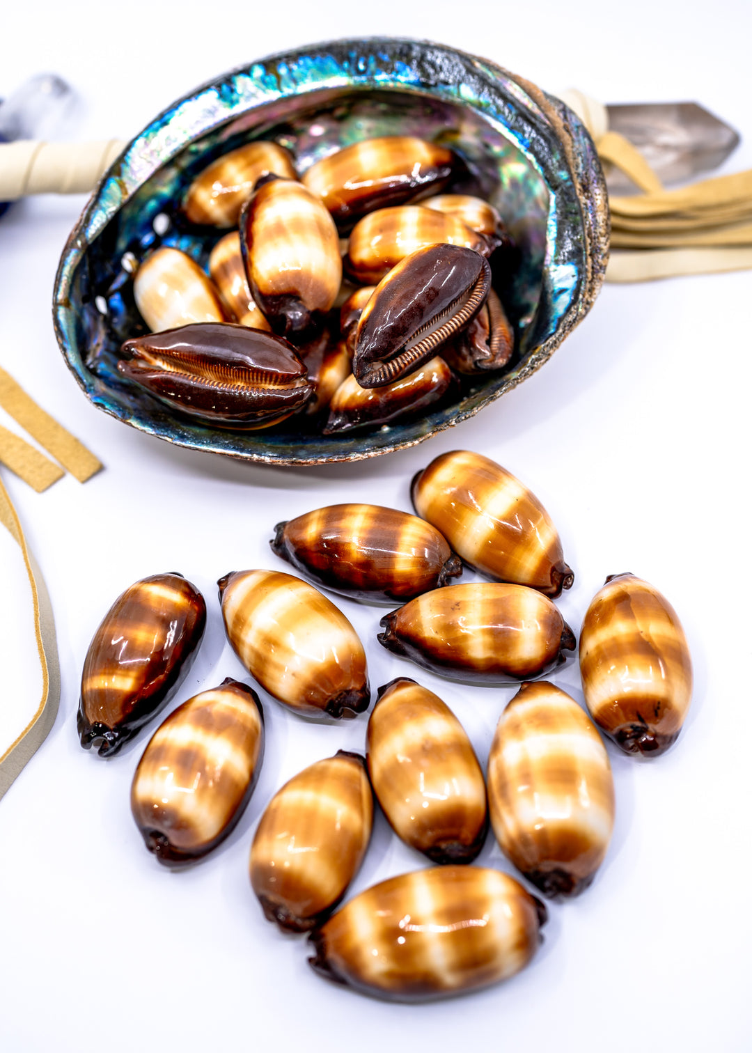 Talpa Cowrie Shell – Large Cypraea talpa Mole Cowrie, 2–2.5 Inch, Natural or Drilled, 1 shell