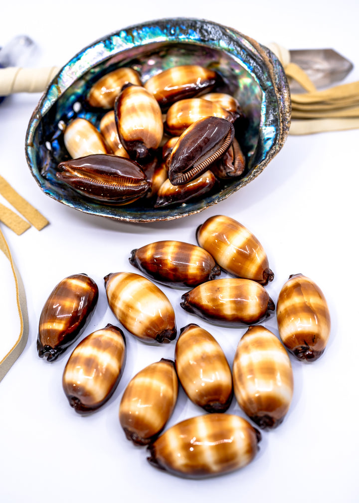 Talpa Cowrie Shell – Large Cypraea talpa Mole Cowrie, 2–2.5 Inch, Natural or Drilled, 1 shell