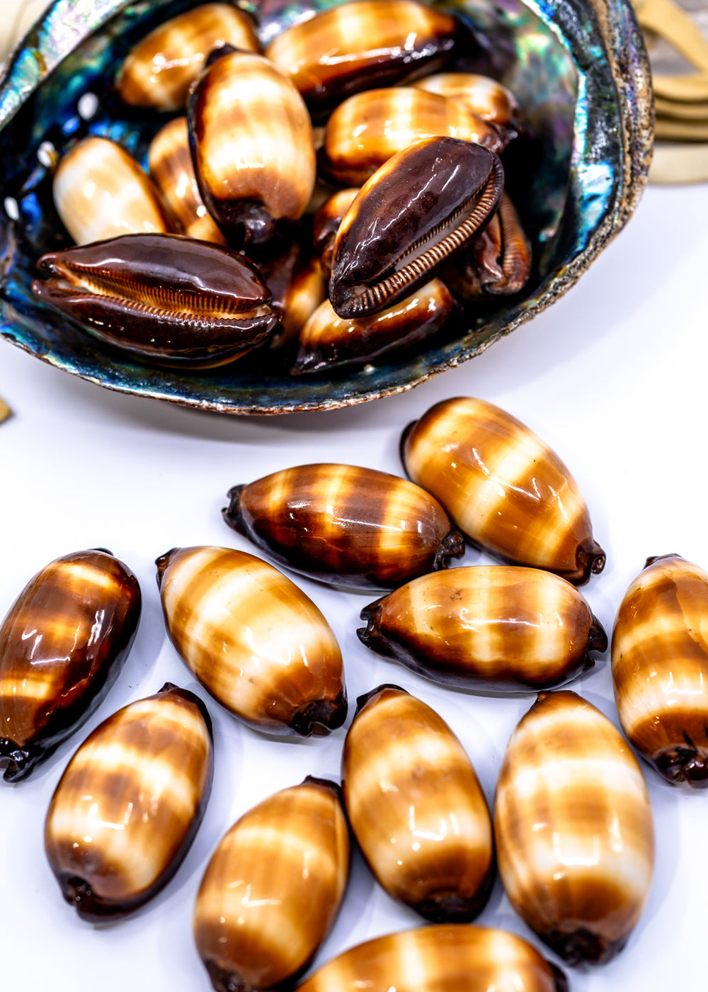 Talpa Cowrie Shell – Large Cypraea talpa Mole Cowrie