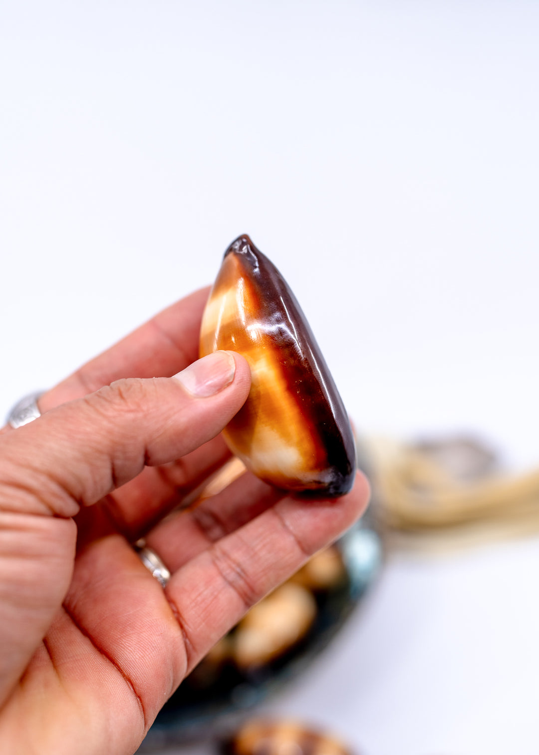 Talpa Cowrie Shell – Large Cypraea talpa Mole Cowrie, 2–2.5 Inch, Natural or Drilled, 1 shell