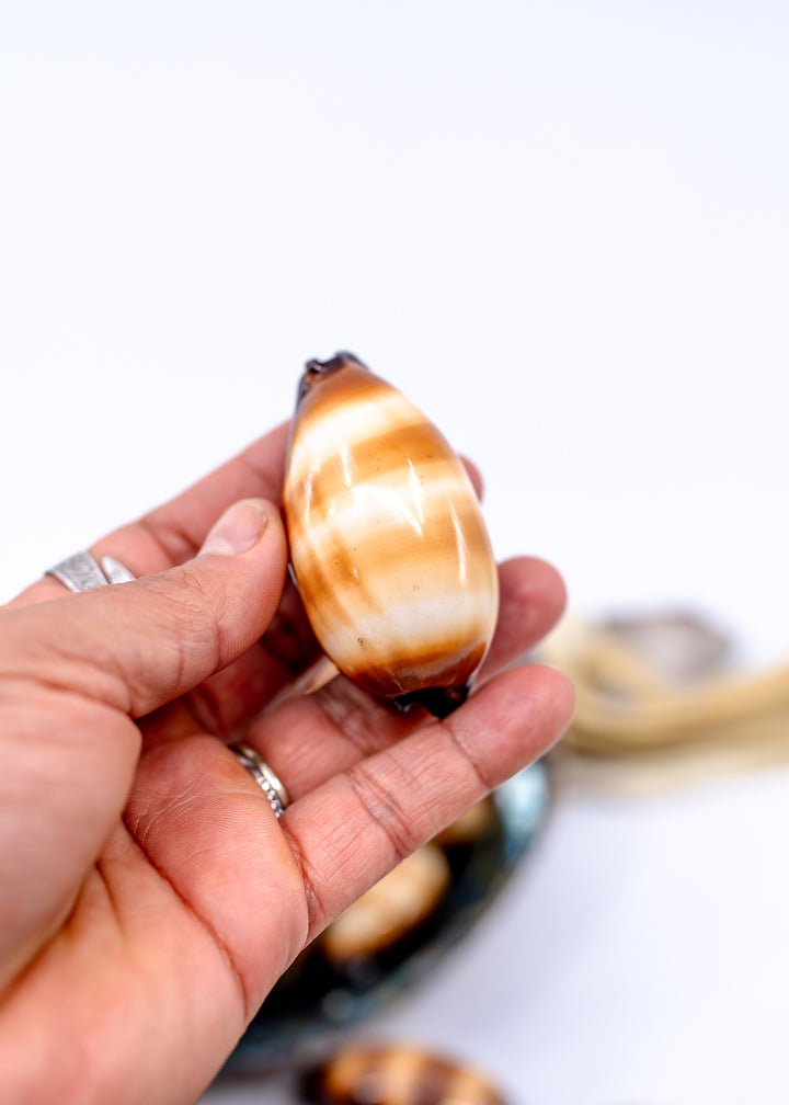 Talpa Cowrie Shell – Large Cypraea talpa Mole Cowrie, 2–2.5 Inch, Natural or Drilled, 1 shell