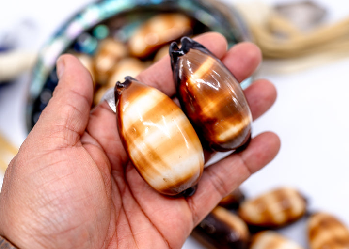 Talpa Cowrie Shell – Large Cypraea talpa Mole Cowrie, 2–2.5 Inch, Natural or Drilled, 1 shell