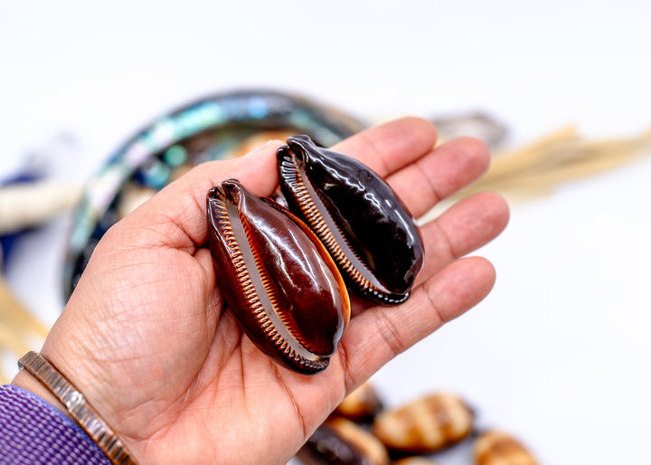 Talpa Cowrie Shell – Large Cypraea talpa Mole Cowrie, 2–2.5 Inch, Natural or Drilled, 1 shell