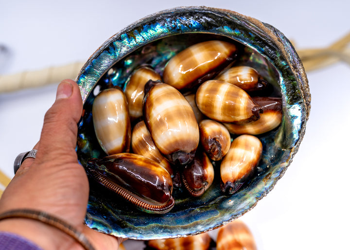 Talpa Cowrie Shell – Large Cypraea talpa Mole cowry