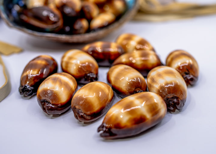 Talpa Cowrie Shell – Large Cypraea talpa Mole Cowrie, 2–2.5 Inch, Natural or Drilled, 1 shell