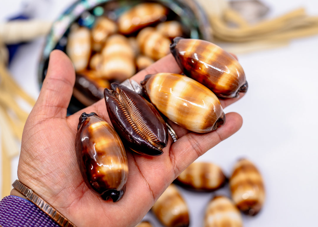 Talpa Cowrie Shell – Large Cypraea talpa Mole Cowrie, 2–2.5 Inch, Natural or Drilled, 1 shell
